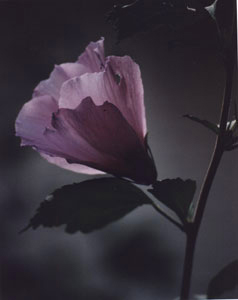 rose of sharon, spring 2002