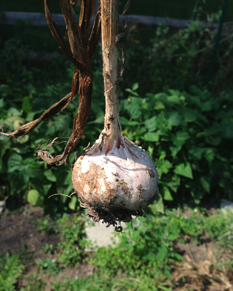 My neighbor's single head of garlic