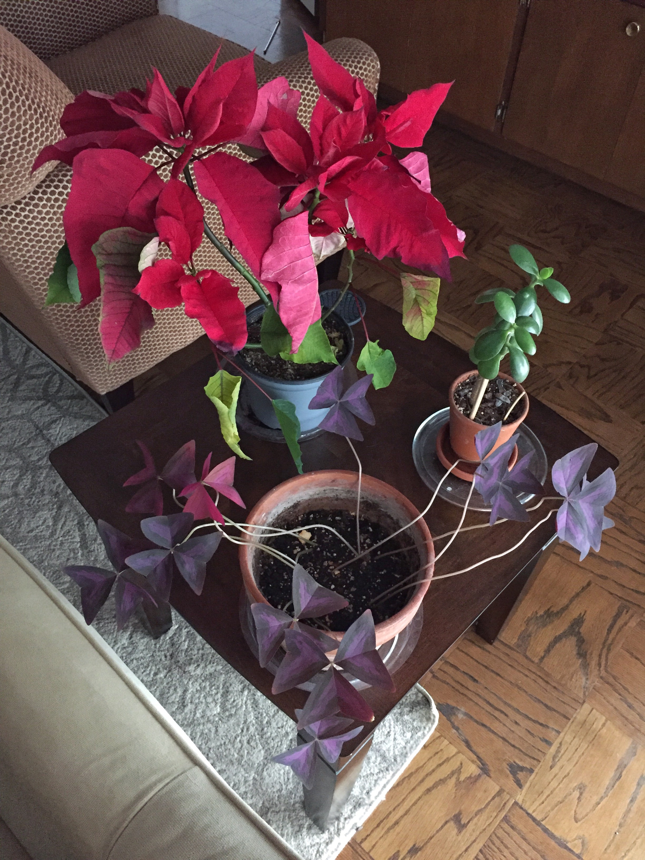 poinsettia with jade and purple shamrock