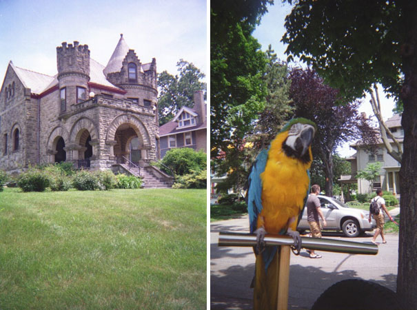 Castle and Parrot