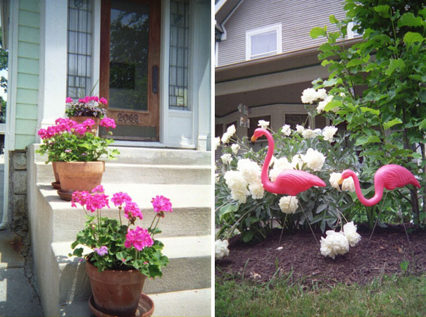 Flowers and Flamingos