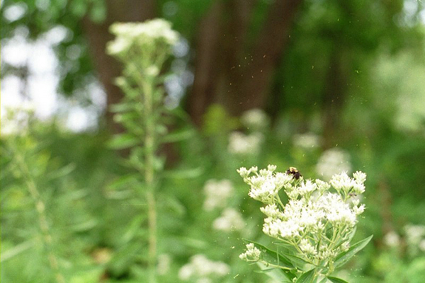 Bee on Flower