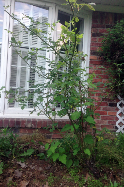 Rose Before Pruning