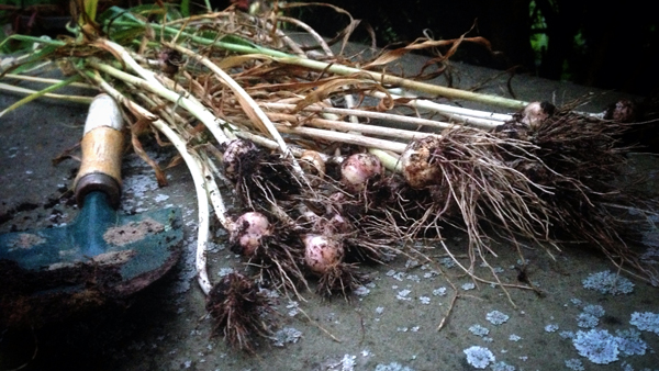 Garlic Harvest