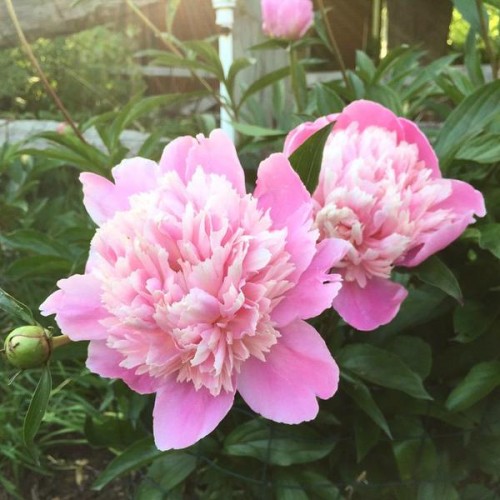 Pink Peonies