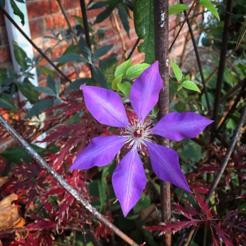 confused clematis