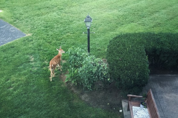 Deer in the back yard