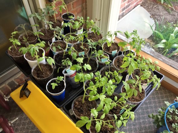 Three flats of tomato plants