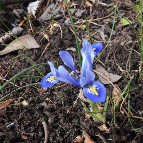 (Blurry) Blue Reticulated Iris