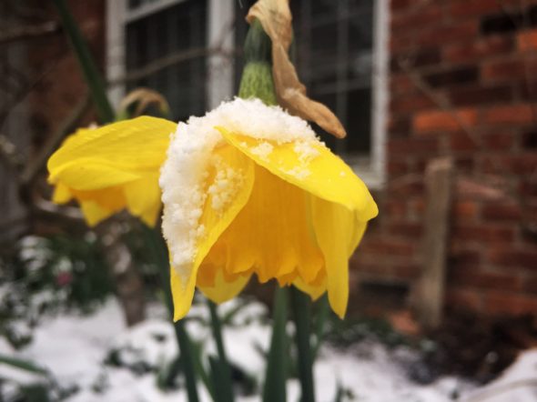 Closeup of daffodil in snow