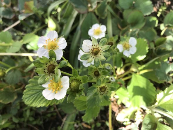 Strawberry blossoms