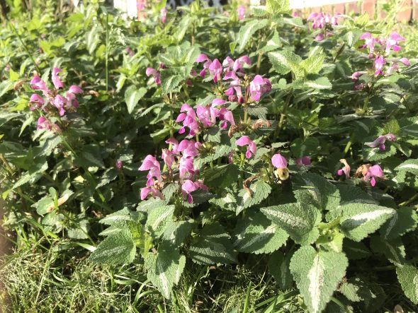 Lamium