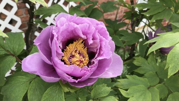 Tree peony