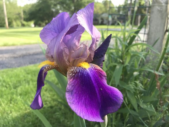 Bearded Iris