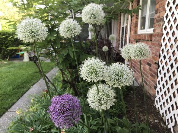 Alliums