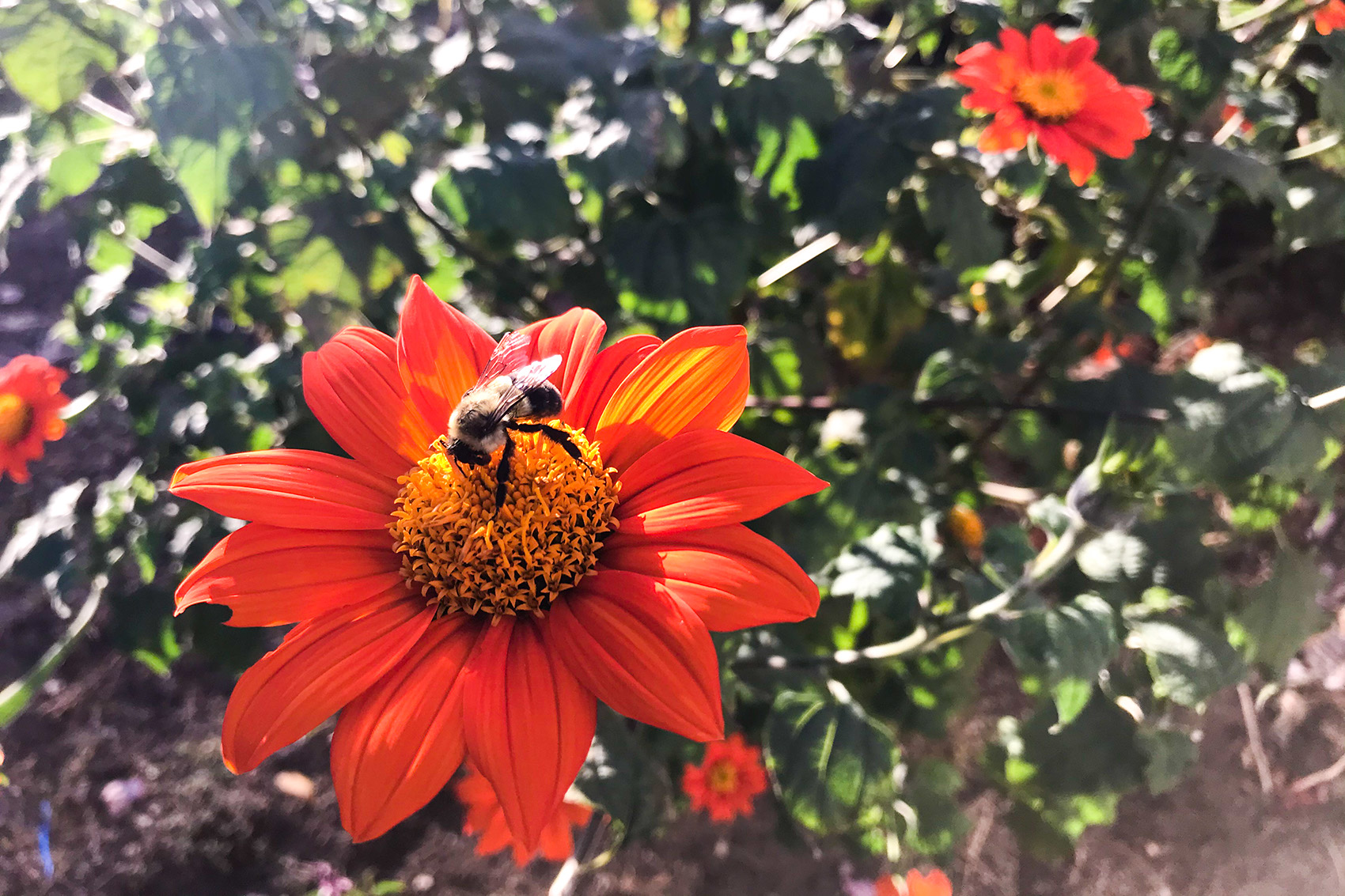 photo: bee on orange flower