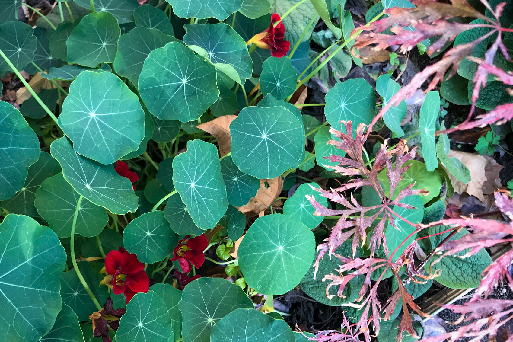 photo: round green leaves and burgundy blooms