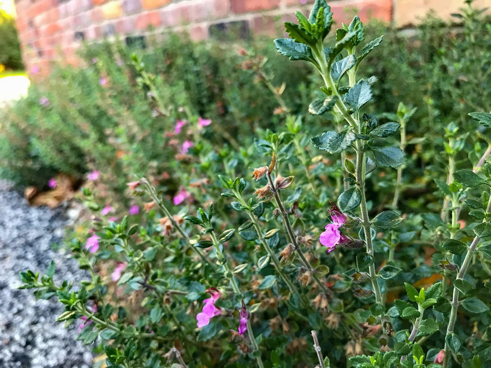 photo: close-up of small green shrub with a few lavender flowers