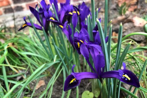 Purple Dwarf iris