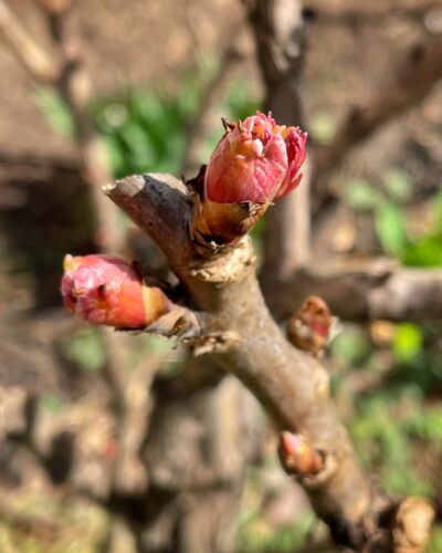 The tree peony is starting to put out fat, light red buds.